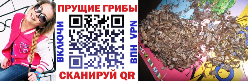 Галлюциногенные грибы прущие грибы  Вязники 